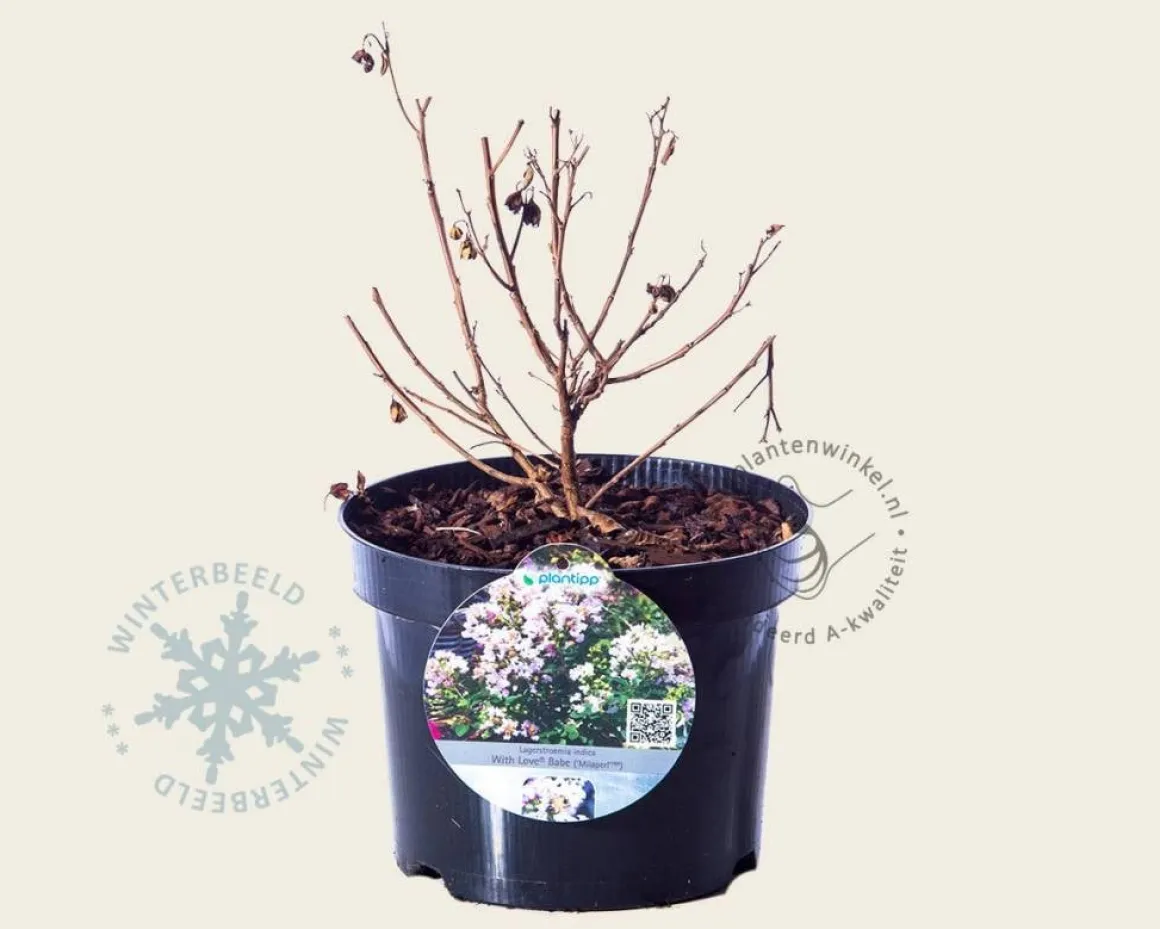 Lagerstroemia indica 'Milaperl' (With Love Babe)