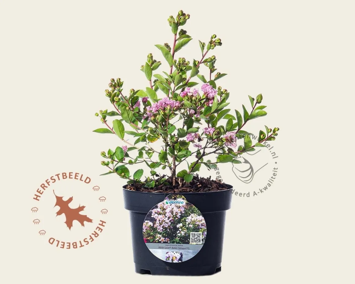 Lagerstroemia indica 'Milaperl' (With Love Babe)