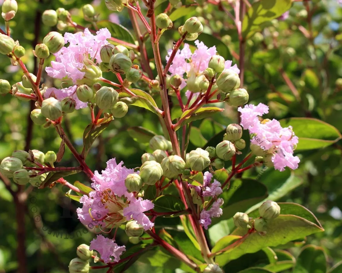 Lagerstroemia indica 'Milaperl' (With Love Babe)