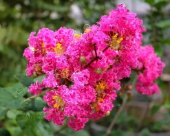 Lagerstroemia indica 'Milarose' (With Love Girl)