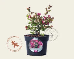 Lagerstroemia indica 'Milarose' (With Love Girl)