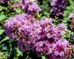 Lagerstroemia indica 'Milavio' (With Love Eternal)