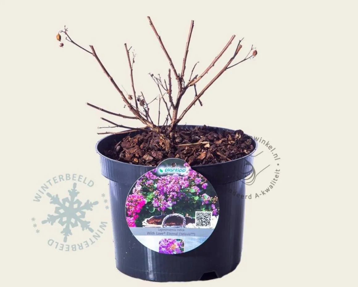 Lagerstroemia indica 'Milavio' (With Love Eternal)
