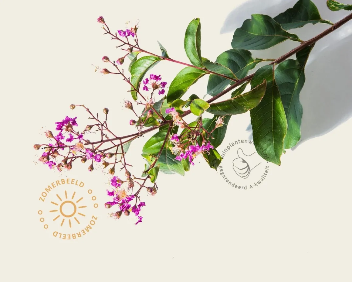 Lagerstroemia indica 'Muskogee' - meerstammig