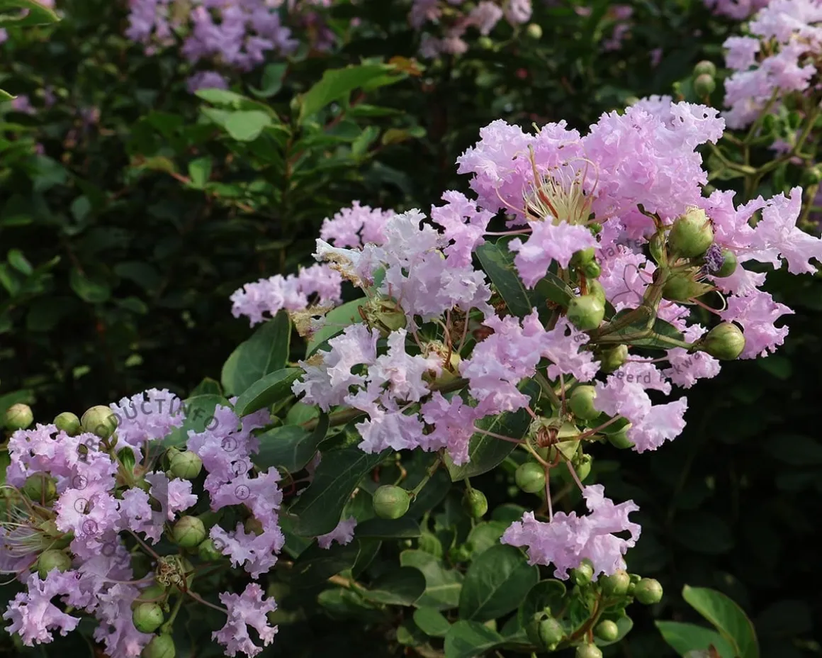 Lagerstroemia indica 'Muskogee' - meerstammig