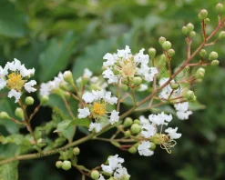 Lagerstroemia indica 'Natchez' - meerstammig