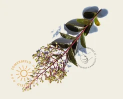 Lagerstroemia indica 'Natchez' - meerstammig