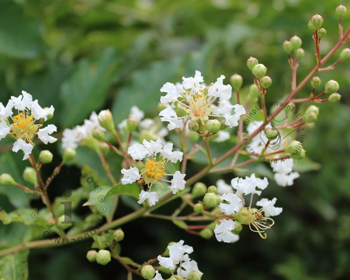 Lagerstroemia indica 'Natchez'