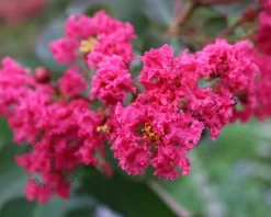Lagerstroemia indica 'Pink Velour' - op stam
