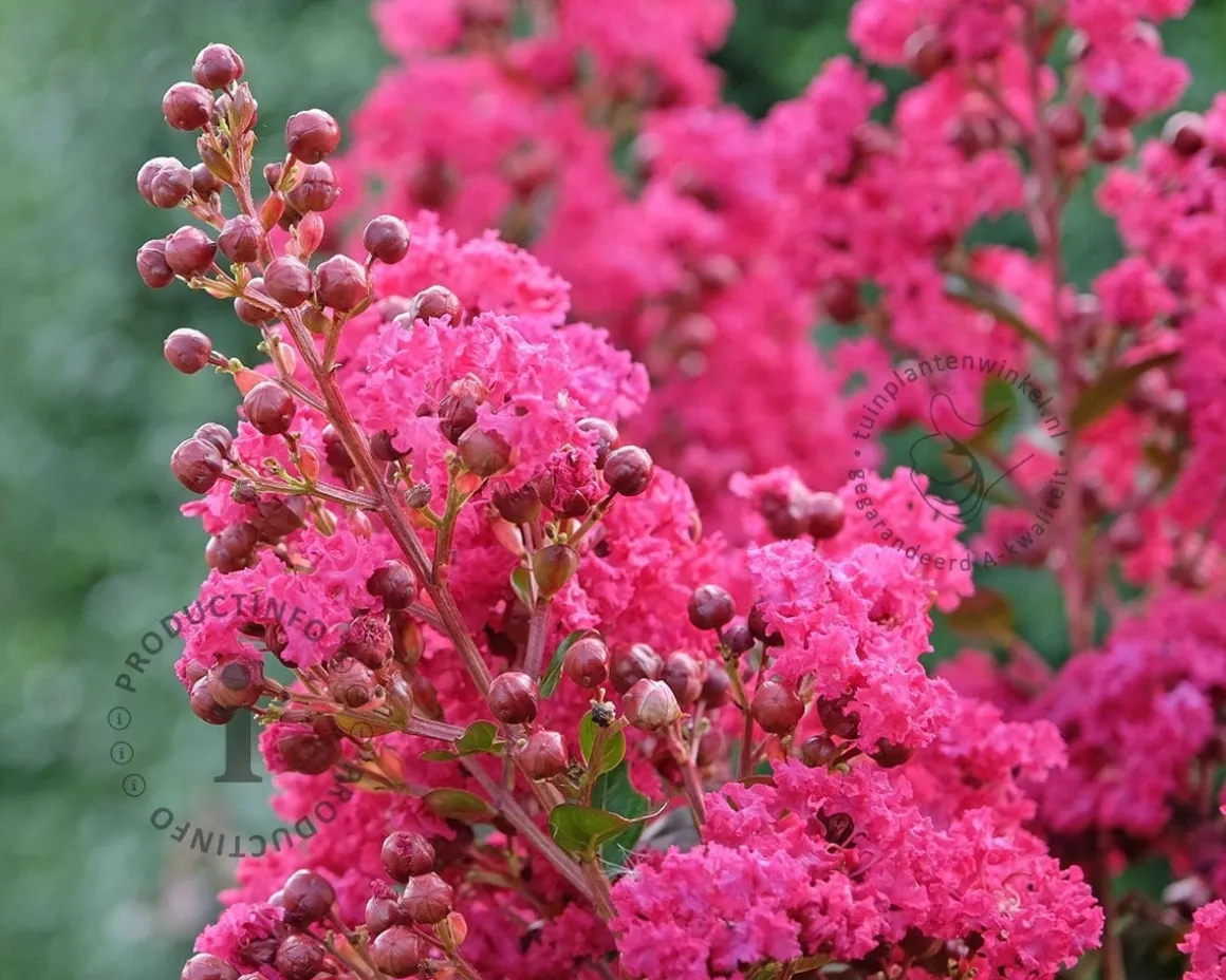 Lagerstroemia indica 'Tuscarora' - meerstammig
