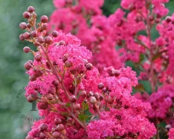 Lagerstroemia indica 'Tuscarora' - hoogstam