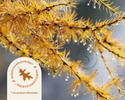 Larix decidua 'Little Bogle' - 40 cm stam