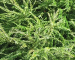Larix decidua 'Little Bogle' - 40 cm stam
