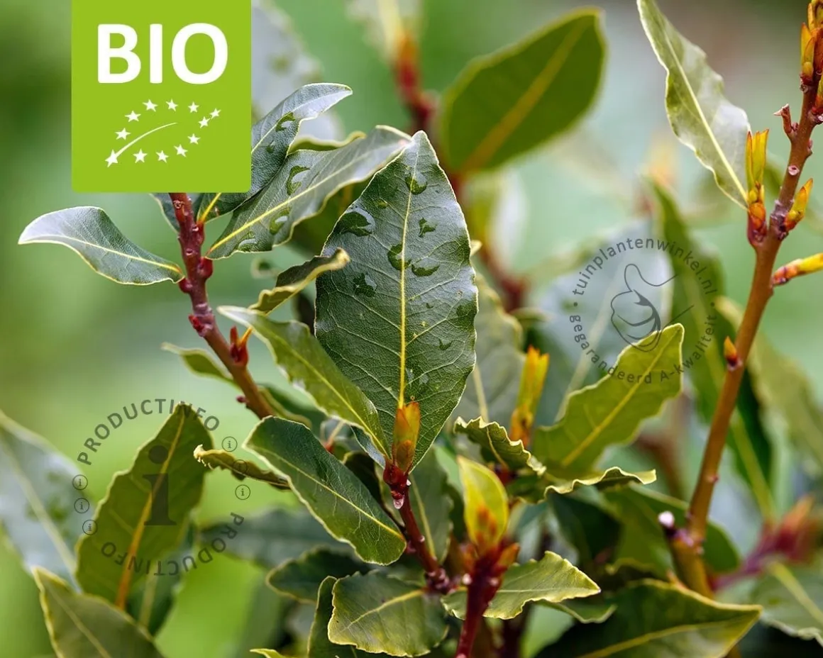 Laurus nobilis - Puur