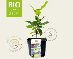 Laurus nobilis - Puur