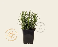 Lavandula angustifolia 'Dwarf Blue'