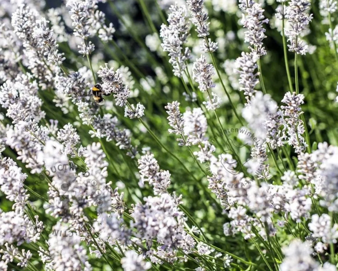 Lavandula angustifolia 'Edelweiss'