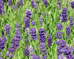 Lavandula angustifolia 'Hidcote'