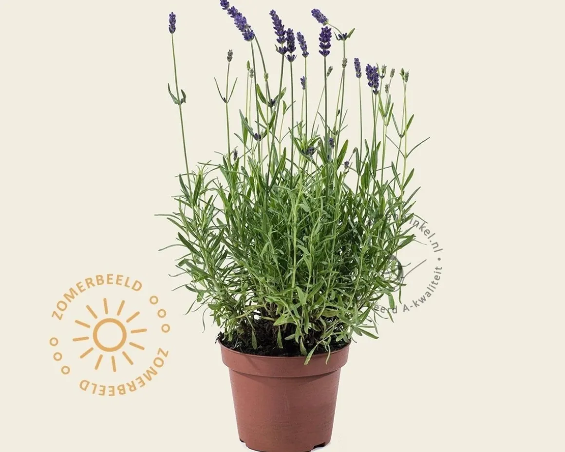 Lavandula angustifolia 'Hidcote'