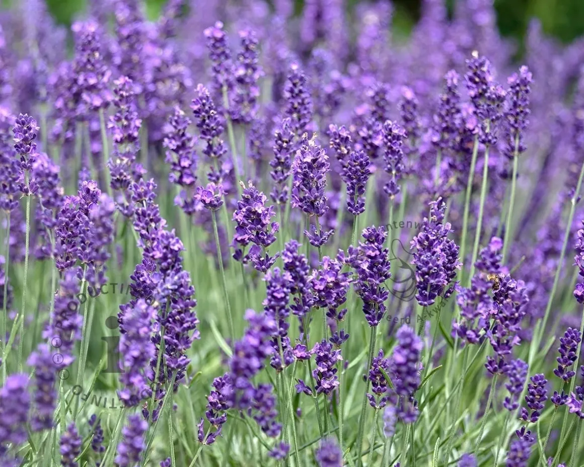 Lavandula angustifolia 'Hidcote'
