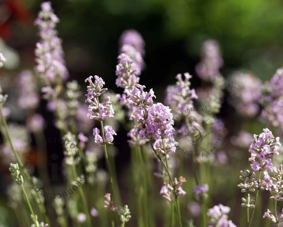 Lavandula angustifolia 'Rosea'