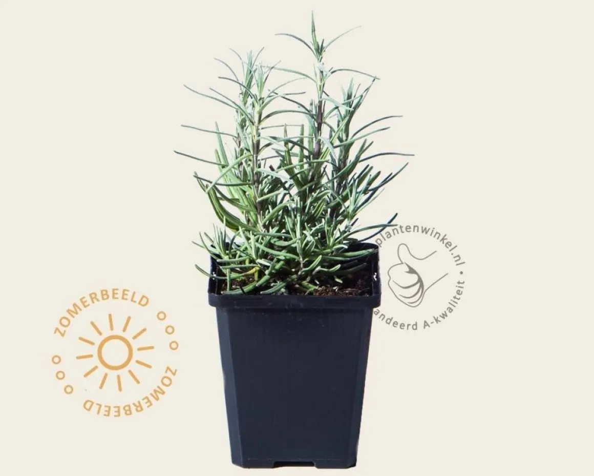 Lavandula angustifolia 'Rosea'