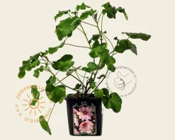 Lavatera 'Barnsley'