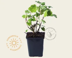 Lavatera 'Barnsley'