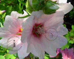 Lavatera 'Barnsley Baby'