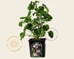 Lavatera 'Barnsley Baby'