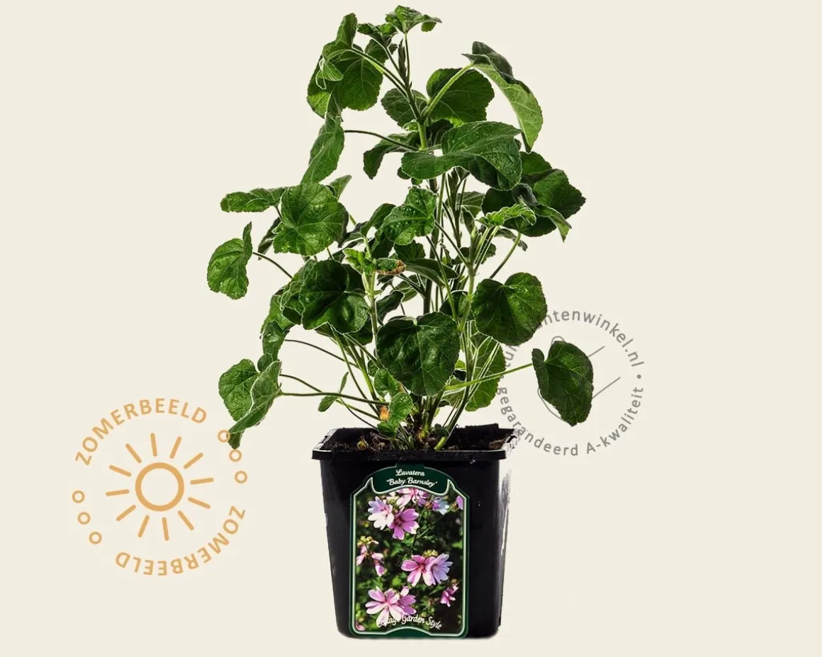 Lavatera 'Barnsley Baby'