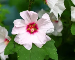 Lavatera 'Blushing Bride'
