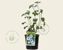 Lavatera 'Blushing Bride'