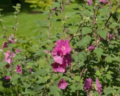 Lavatera 'Burgundy Wine'