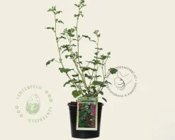 Lavatera 'Burgundy Wine'