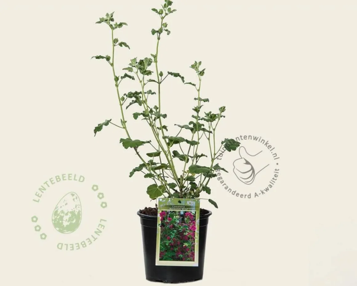 Lavatera 'Burgundy Wine'