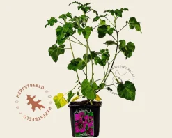 Lavatera 'Burgundy Wine'