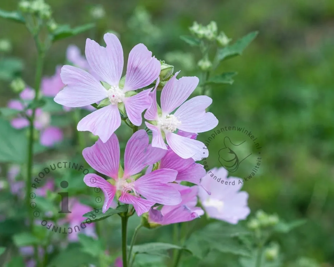 Lavatera 'Candy Floss'