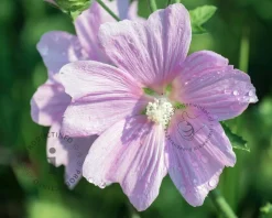 Lavatera 'Lilac Lady'