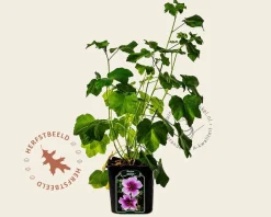 Lavatera 'Maritima'