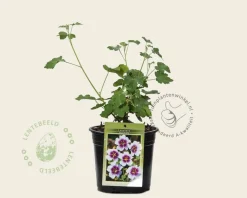 Lavatera 'Maritima'