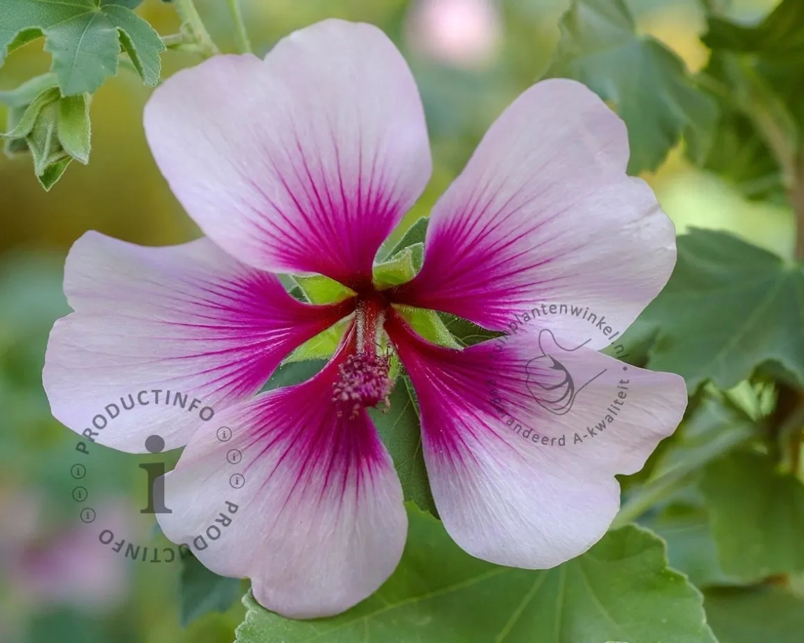 Lavatera 'Maritima'