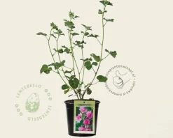 Lavatera olbia 'Rosea'