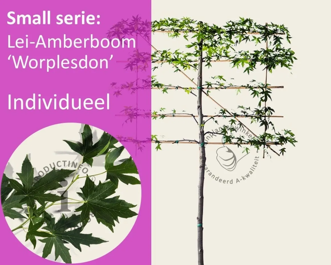 Lei amberboom - Rek 120x90 cm