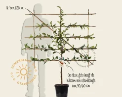 Lei appelboom - Rek 120x90 cm