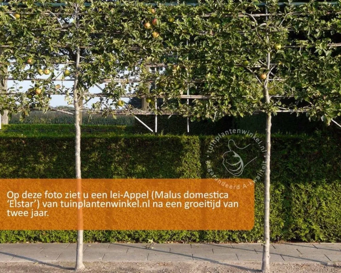 Lei appelboom - Rek 180x110 cm
