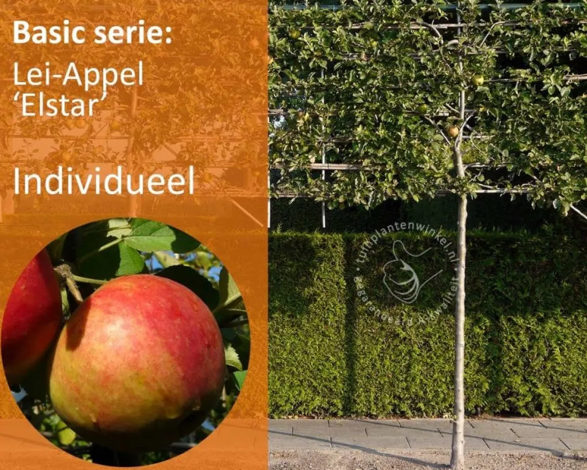 Lei appelboom - Rek 180x110 cm