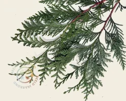 Leiconifeer 'Excelsa' - Rek 120x90 cm