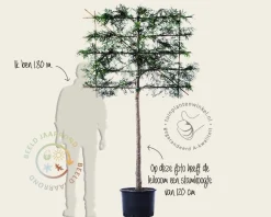 Leiconifeer 'Excelsa' - Rek 120x90 cm