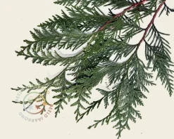 Leiconifeer 'Excelsa' - Rek 180x110 cm